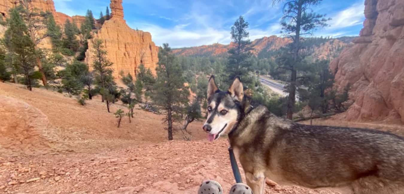 Are Dogs Allowed in Bryce Canyon National Park