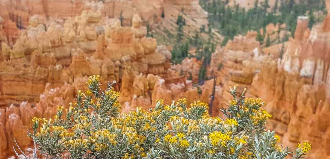 Things to Do at Bryce Canyon - blooming wildflowers